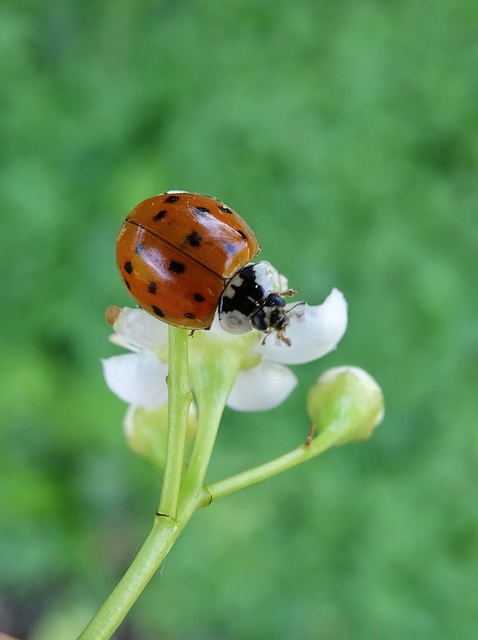 Harmonia axyridis - harlekinkatica