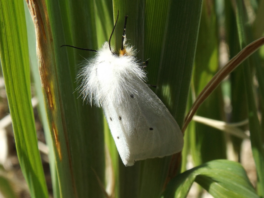 Diaphora mendica - felemás medvelepke
