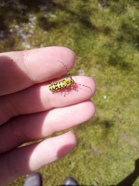 Saperda scalaris - létracincér