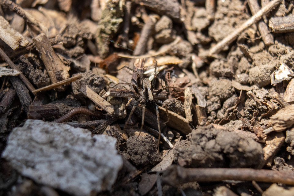 Pardosa alacris/lugubris