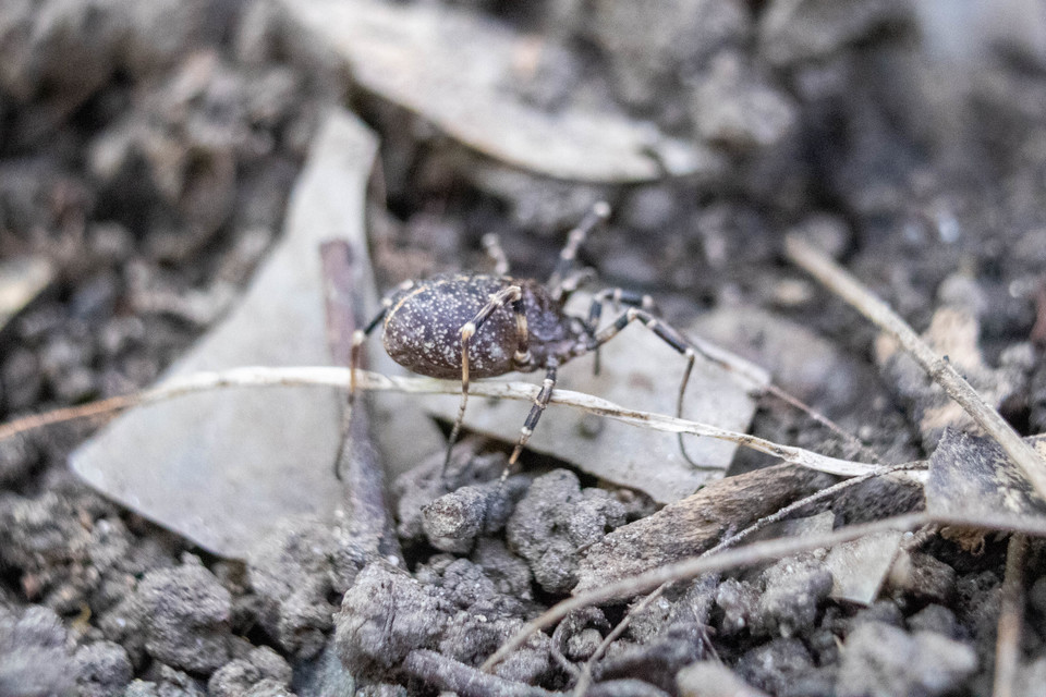 Egaenus convexus