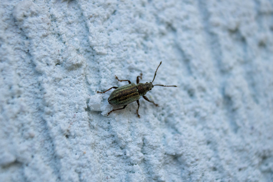 Phyllobius pyri - gyümölcsfa-levélormányos