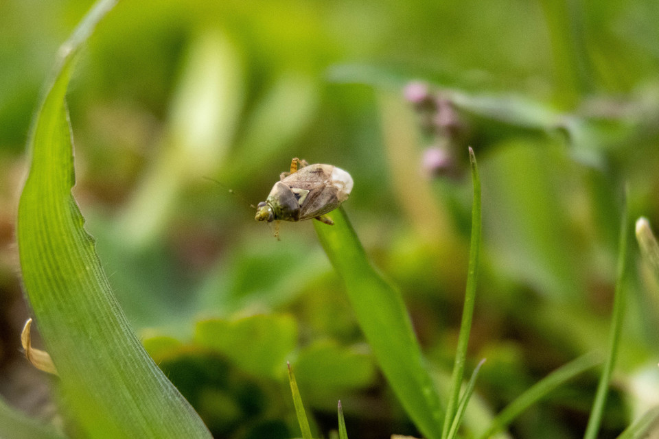Lygus rugulipennis - molyhos mezeipoloska