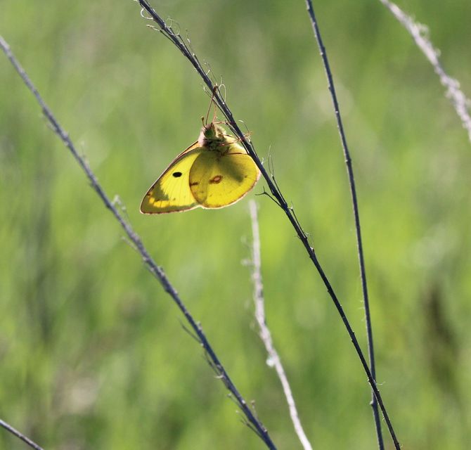 Colias alfacariensis - déli kéneslepke