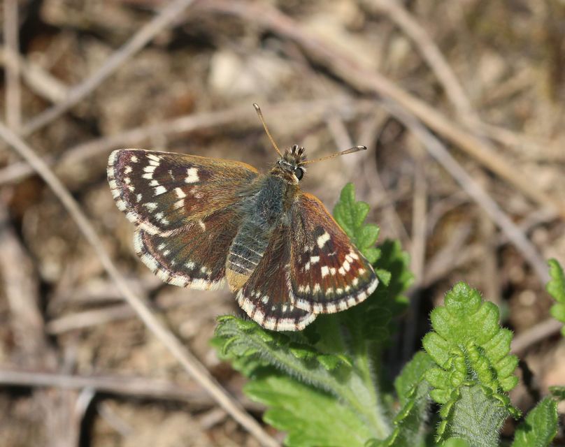 Spialia orbifer - törpe busalepke