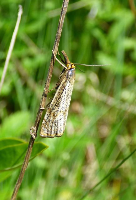 Thisanotia chrysonuchella - tavaszi fűgyökérmoly