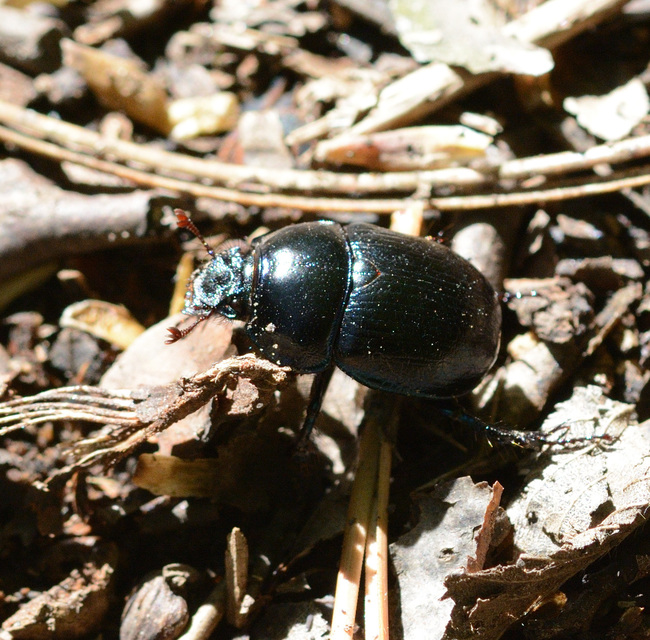 Anoplotrupes stercorosus - erdei álganéjtúró