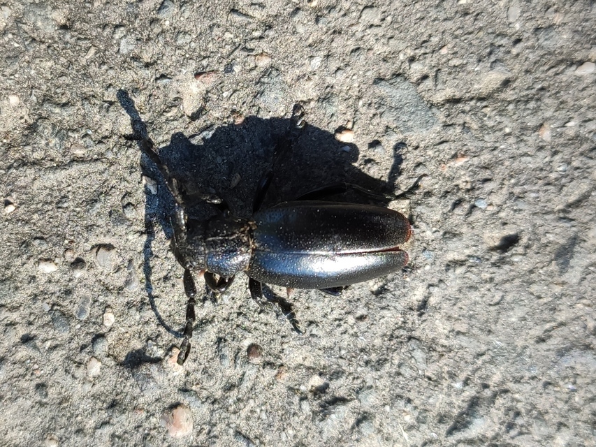 Dorcadion aethiops - fekete gyalogcincér