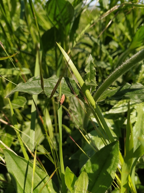 Lixus brevipes - vaskosorrú dudvabarkó