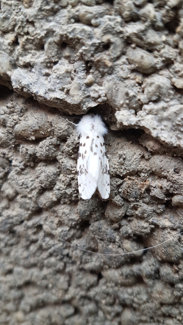 Hyphantria cunea - amerikai fehér medvelepke