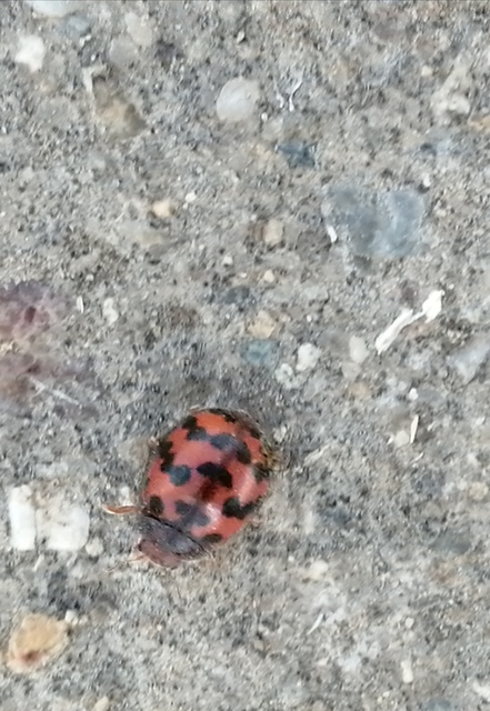 Subcoccinella vigintiquatuorpunctata - lucernaböde