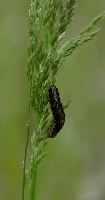 Apterogenum ypsillon - ipszilon-erdeibagoly