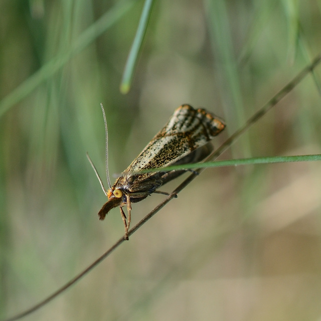 Thisanotia chrysonuchella - tavaszi fűgyökérmoly