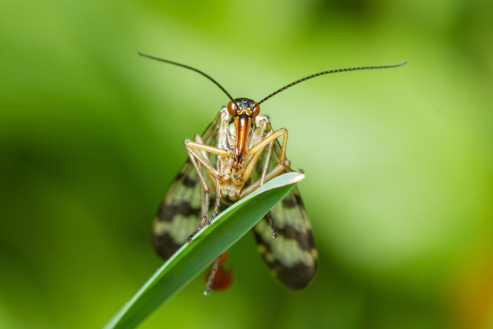 Panorpa communis/vulgaris