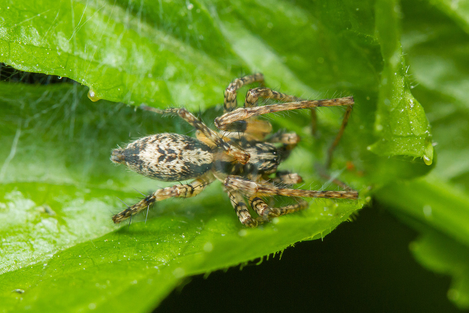 Anyphaena accentuata - jegyespók