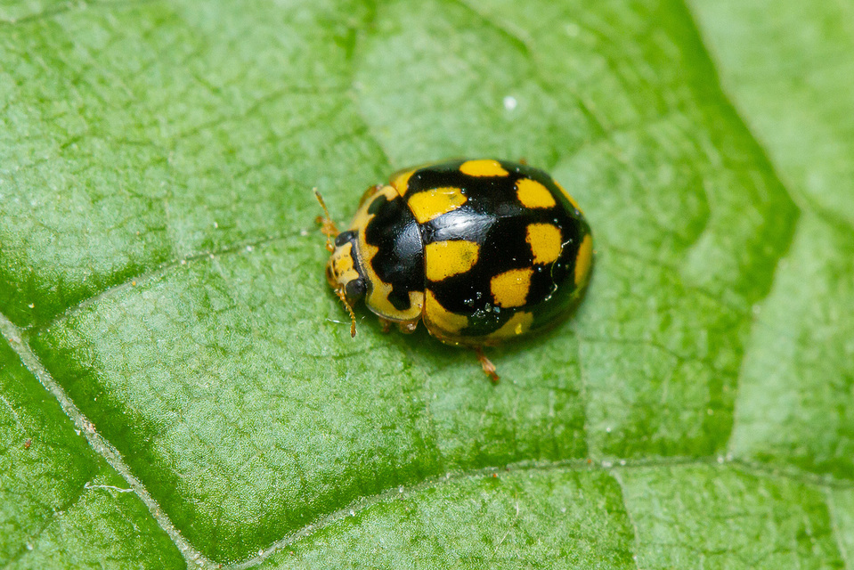 Propylea quatuordecimpunctata - tizennégypettyes füsskata