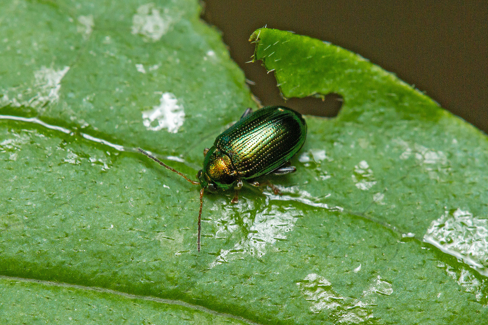 Crepidodera