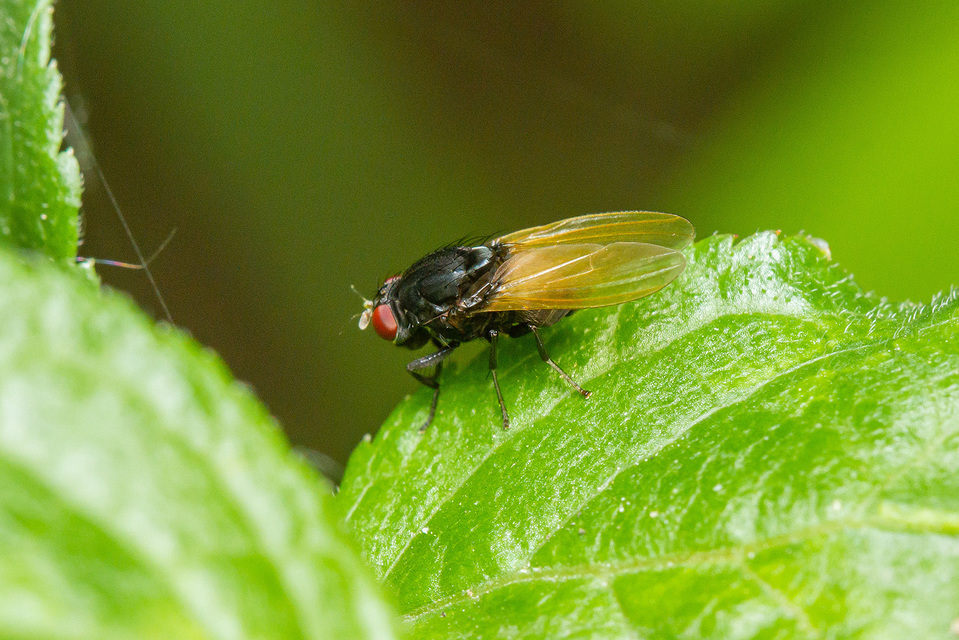 Minettia longipennis