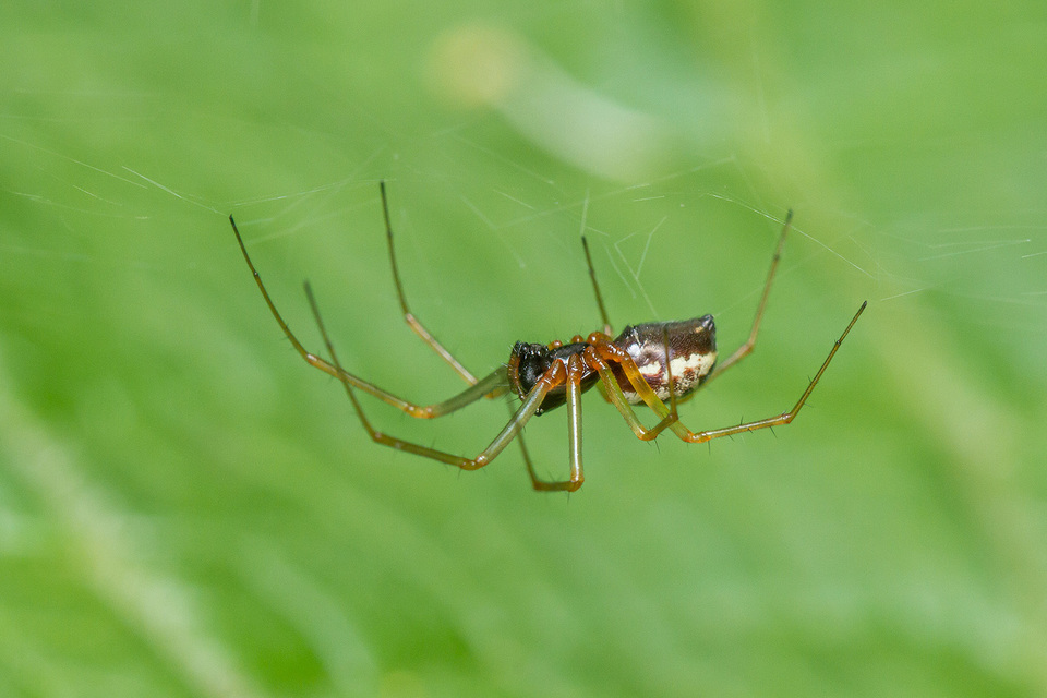 Linyphia hortensis - kerti vitorlapók
