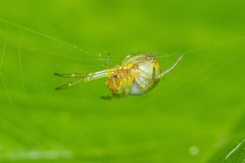 Araniella