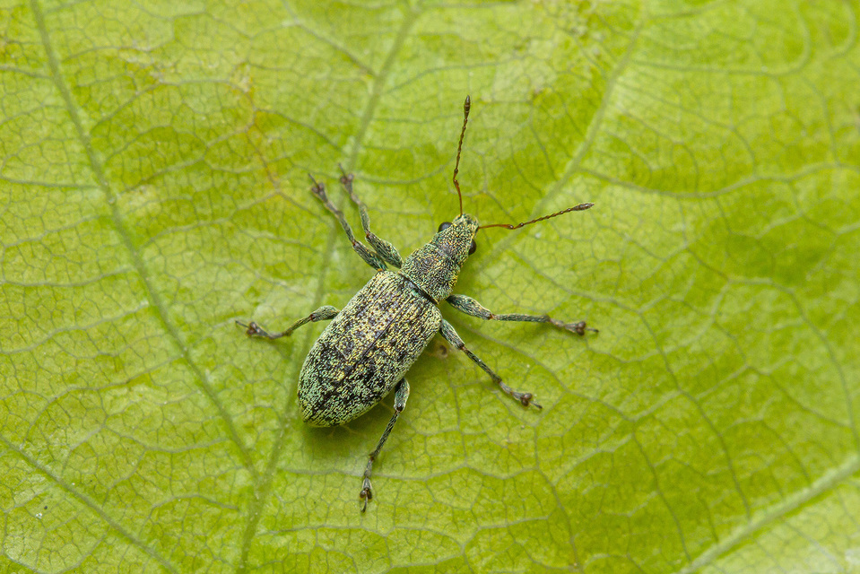 Polydrusus cervinus - aranyporos lombormányos
