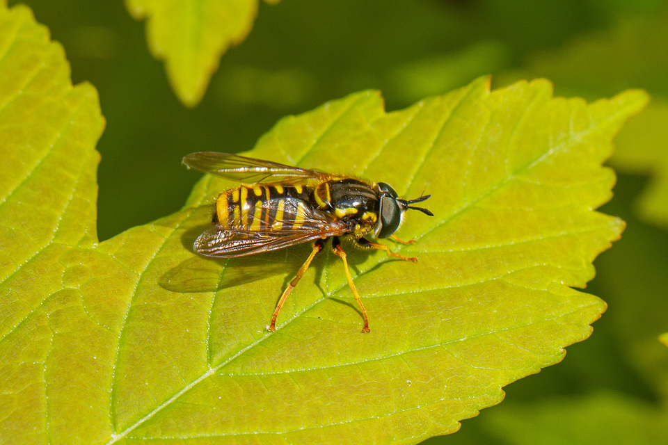 Chrysotoxum