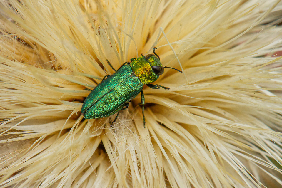 Anthaxia nitidula - ragyogó virágdíszbogár