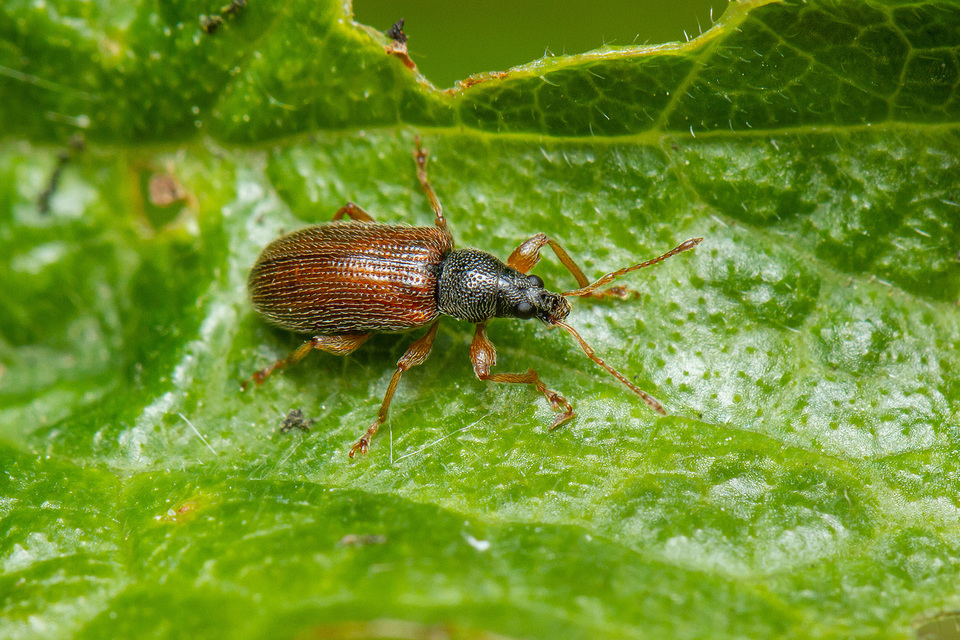 Phyllobius oblongus - közönséges levélormányos