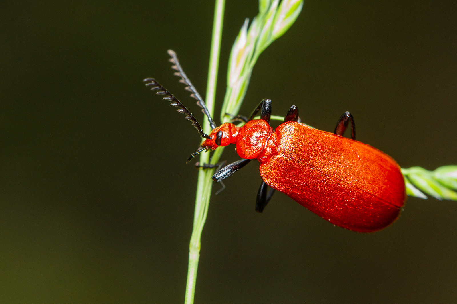 Pyrochroa serraticornis - közép-bíborbogár