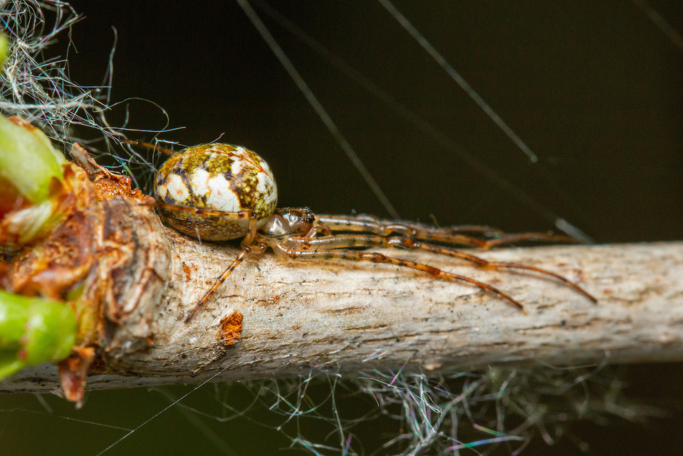 Metellina segmentata/mengei