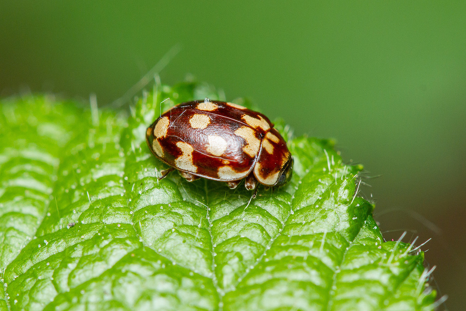 Myrrha octodecimguttata - tizennyolccseppes füsskata