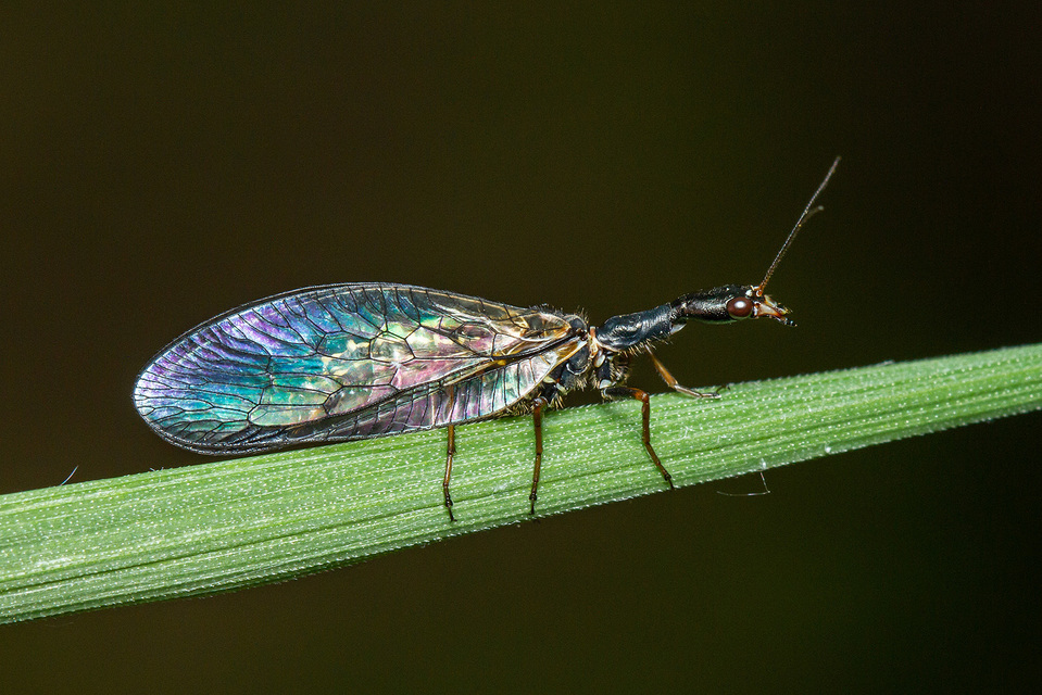 Raphidioptera - Tevenyakú-fátyolkák