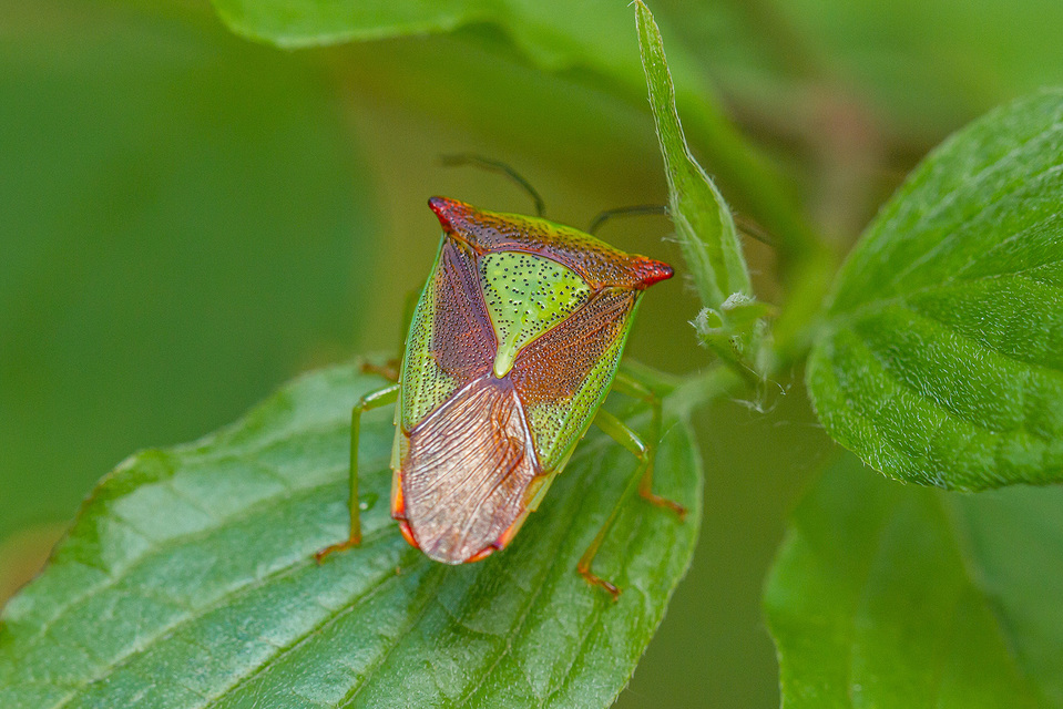 Acanthosoma haemorrhoidale - nagy dajkapoloska Acanthosoma haemorrhoidale - nagy dajkapoloska