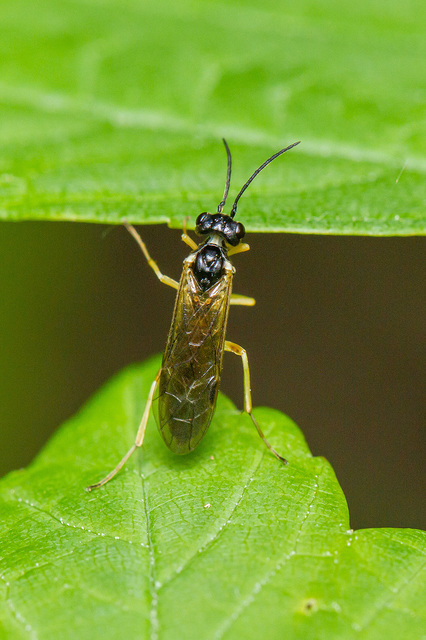 Tenthredinidae - valódi levéldarazsak