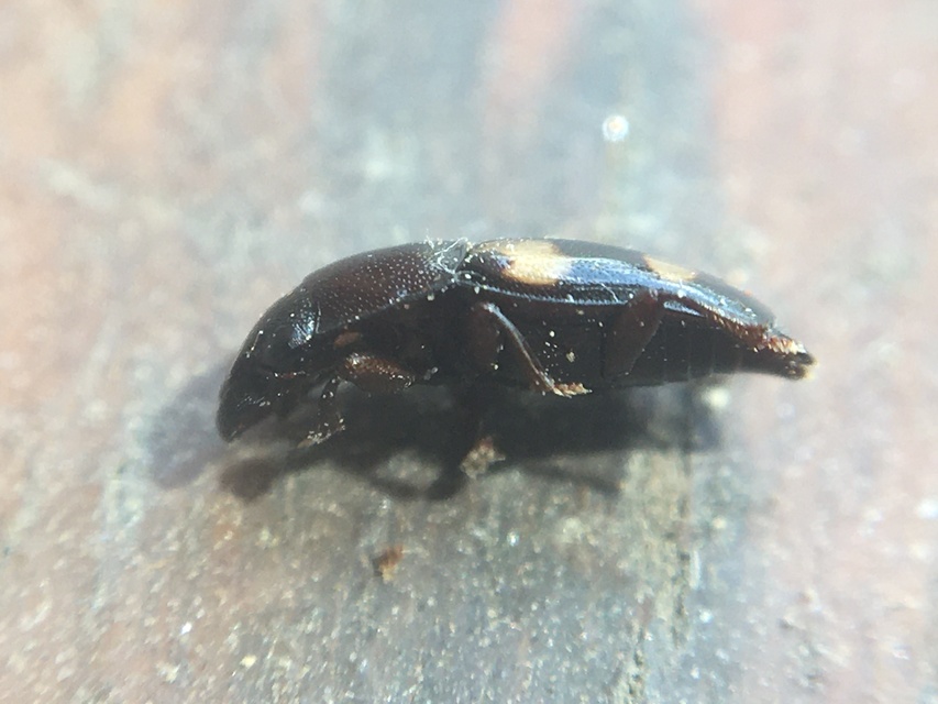 Glischrochilus quadrisignatus - amerikai fénybogár Glischrochilus quadrisignatus - amerikai fénybogár