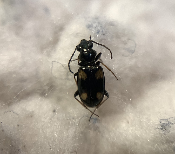 Bembidion quadripustulatum - négypettyes gyorsfutó