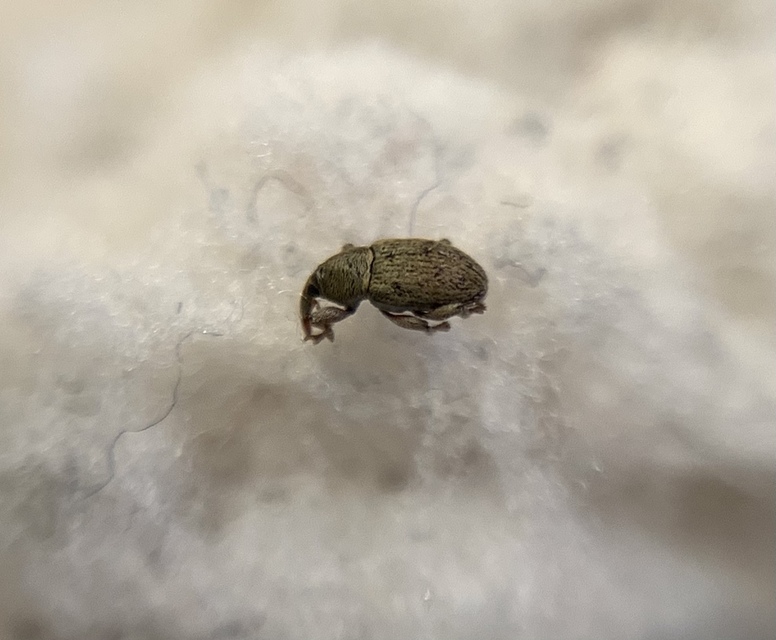 Tychius stephensi - rétihere-tímárormányos
