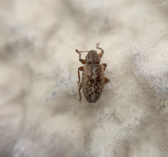 Dorytomus melanophthalmus - sárgaorrú hangormányos