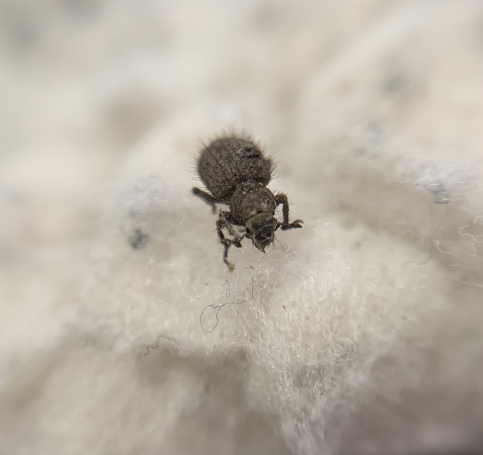 Cycloderes pilosulus - pikkelyeslábú ormányos