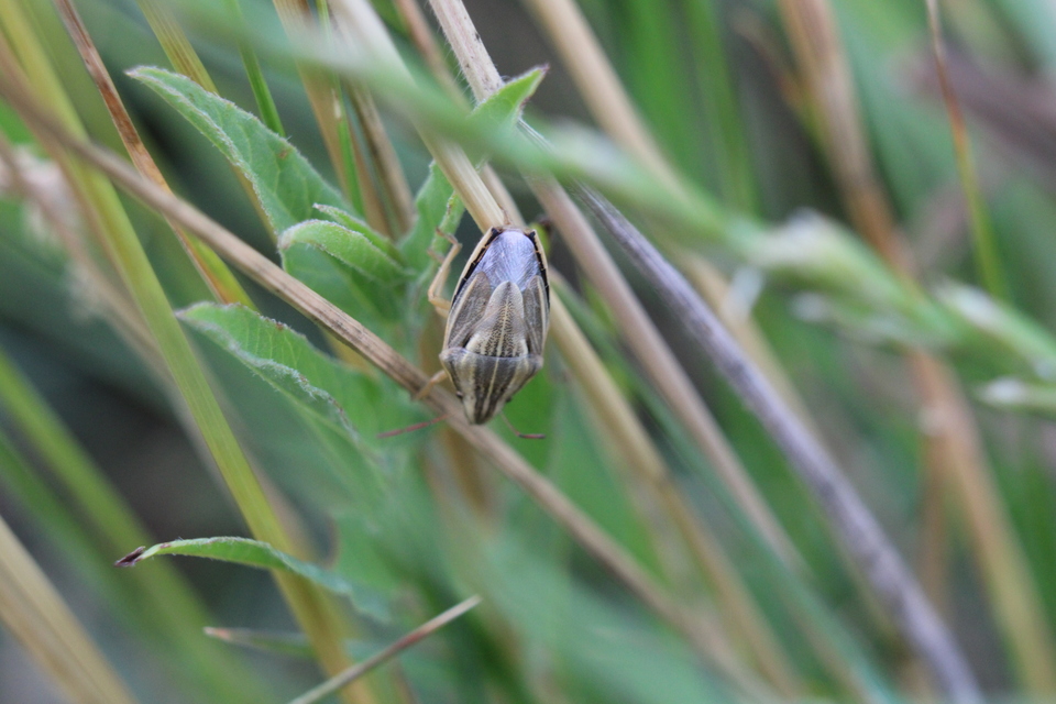 Aelia acuminata - közönséges szipolypoloska Aelia acuminata - közönséges szipolypoloska