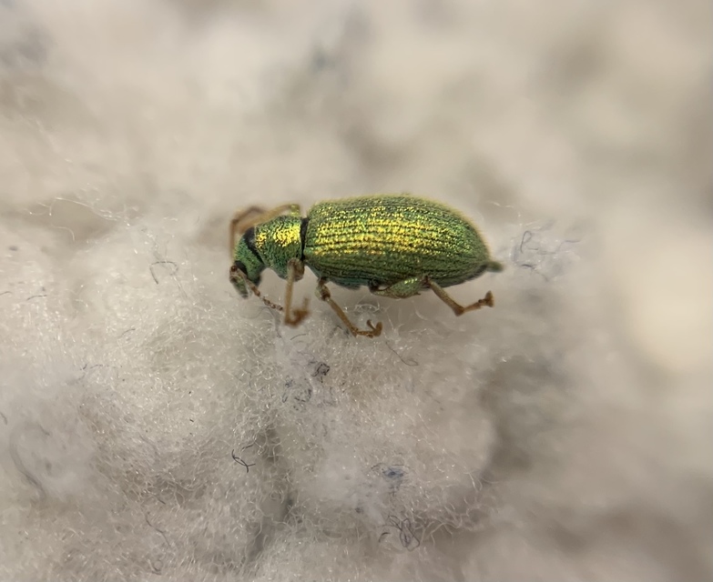 Phyllobius argentatus - ezüstös levélormányos
