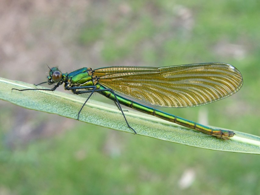 Calopteryx splendens - sávos szitakötő