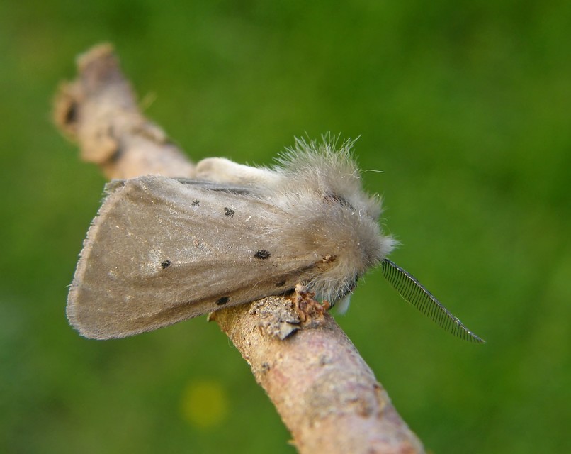 Diaphora mendica - felemás medvelepke