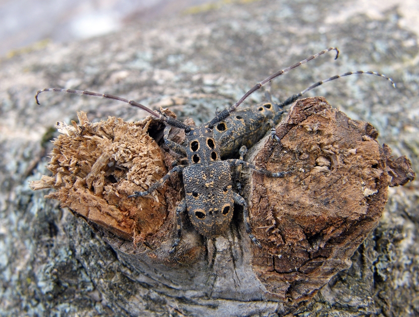 Mesosa curculionoides - szemfoltos cincér