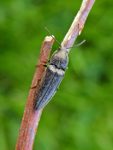 Cidnopus pilosus - szőrös pattanó