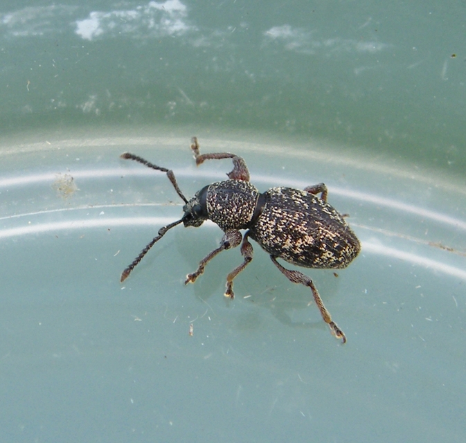 Otiorhynchus fullo - aranypikkelyes gyalogormányos