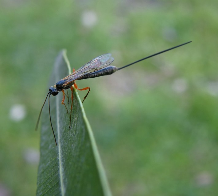 Hymenoptera - Hártyásszárnyúak