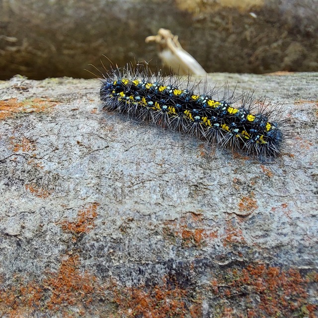 Callimorpha dominula - fémes medvelepke