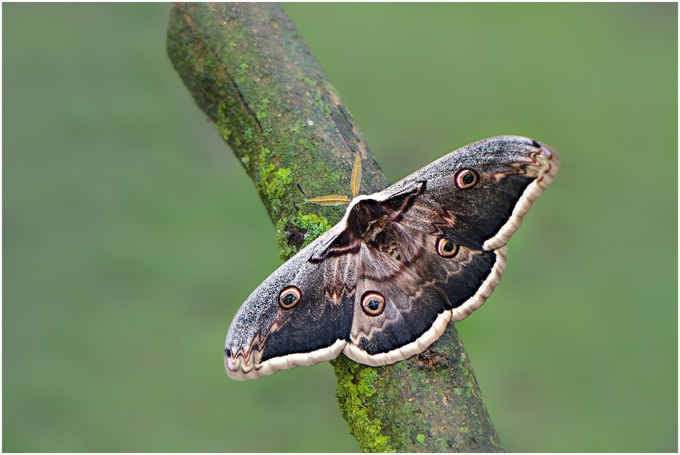 Saturnia pyri - nagy pávaszem