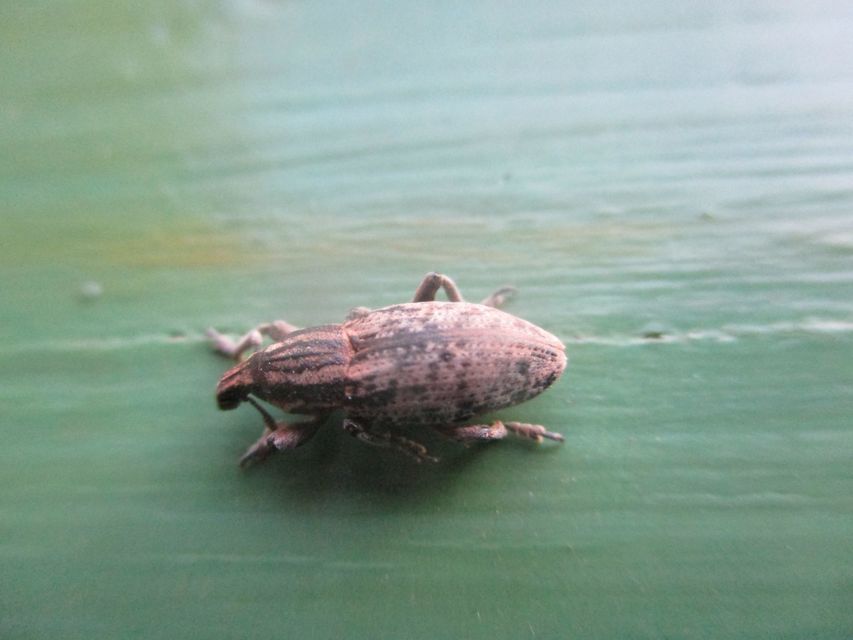 Pseudocleonus cinereus - hamvas barkó